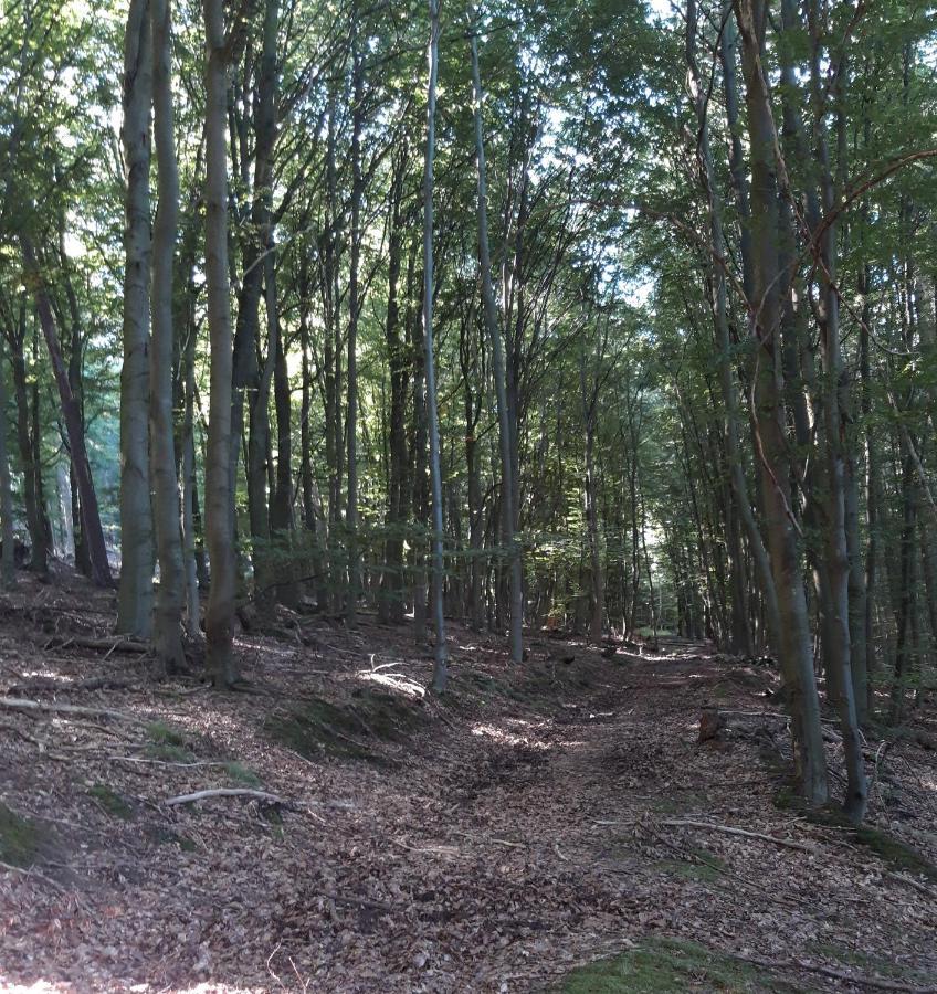 Appartement An Der Bicke Dehringhausen Exteriör bild